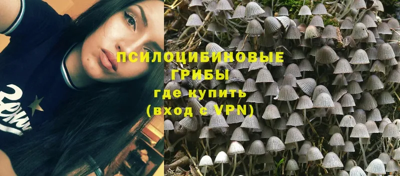 хочу   Баймак  Галлюциногенные грибы MAGIC MUSHROOMS 